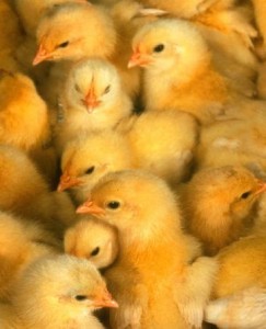 Male Chicks