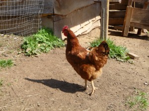 sanctuary chicken