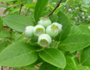 A little clump of blueberries