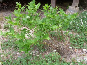 Blueberry bush