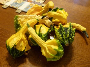 Freshly picked gourds