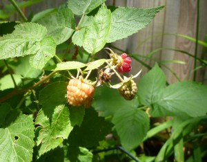 Raspberry bush